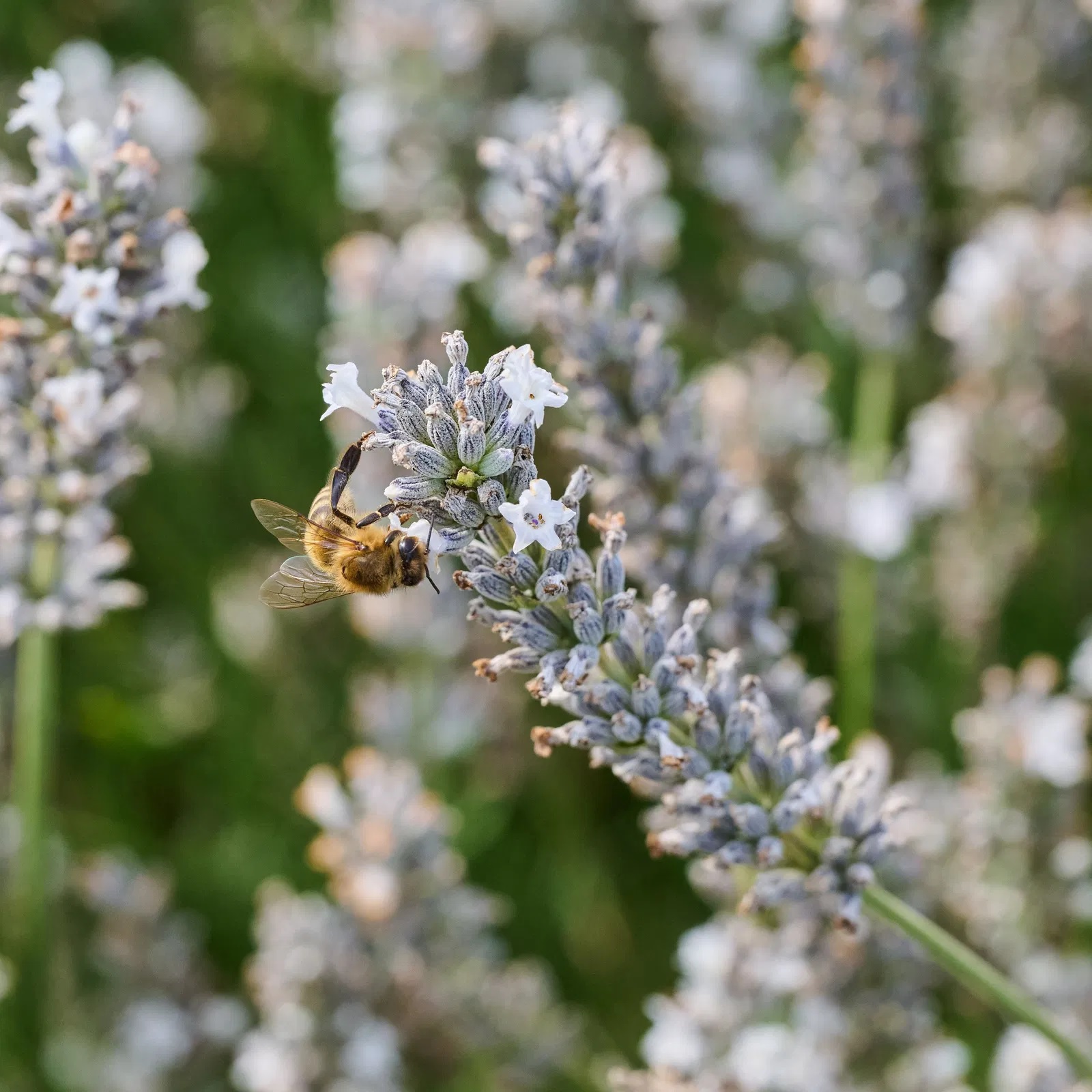 Lavendel Edelweiß