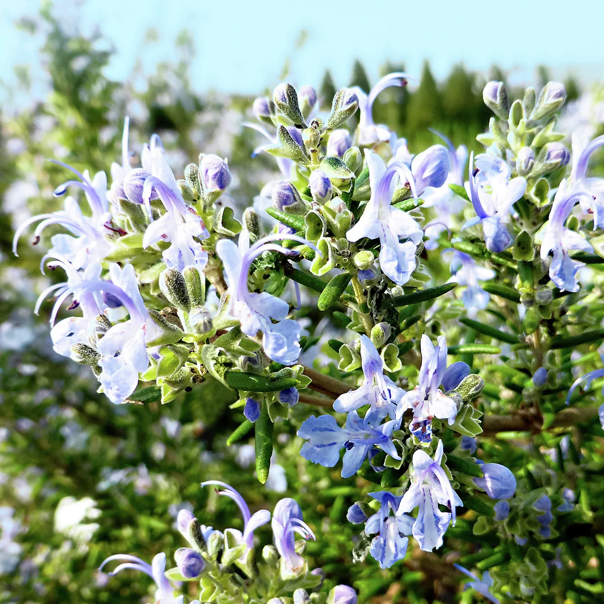 Eataliano Kriechender Rosmarin