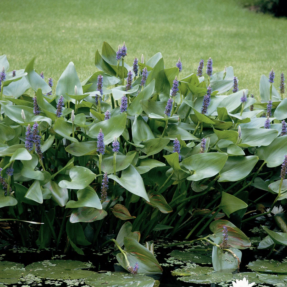 Hechtkraut, im ca. 11 cm-Topf