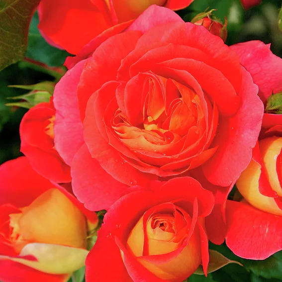 Beetrose Gebrüder Grimm®