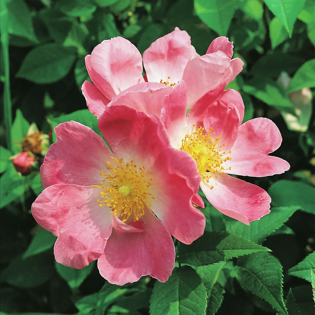 Schottische Zaunrose