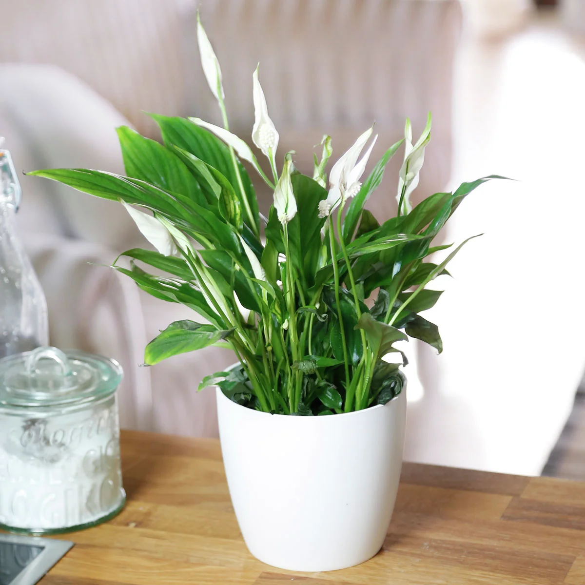 Einblatt, Höhe ca. 40-60 cm