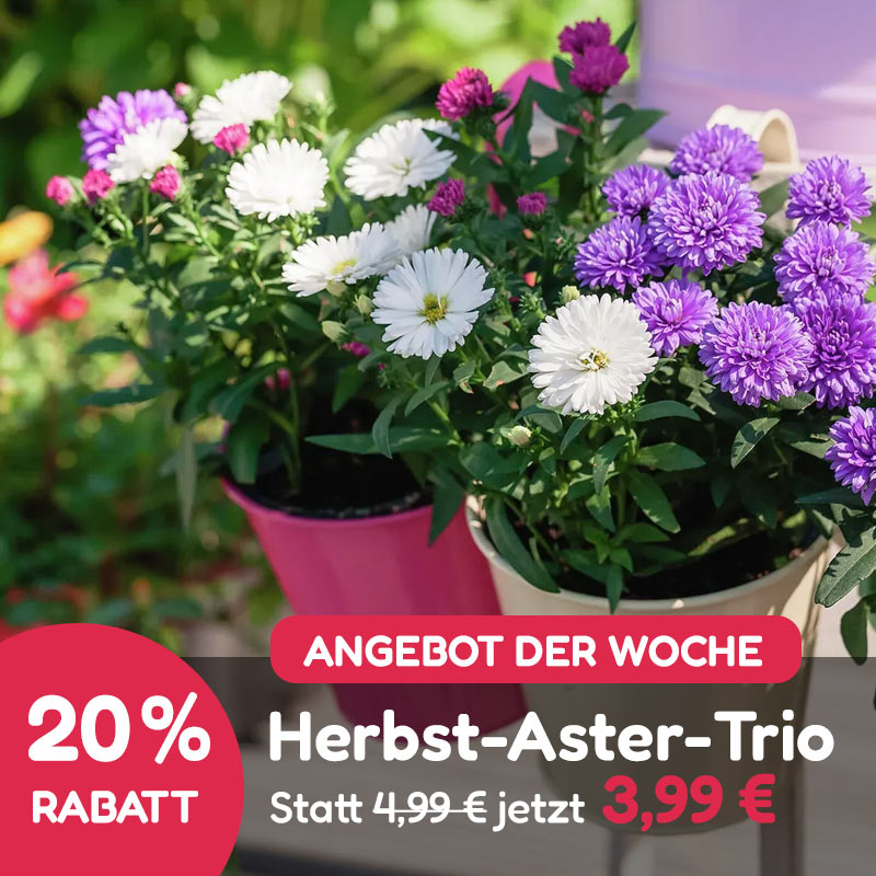 Angebot der Woche