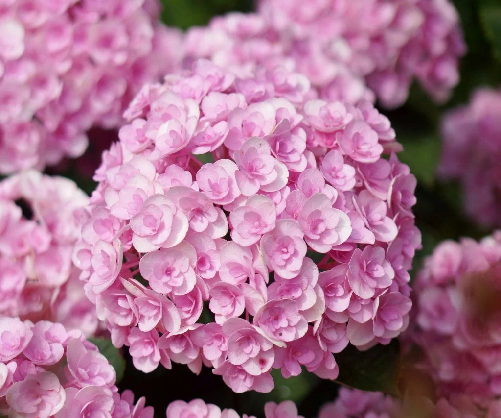 Bauernhortensie Love