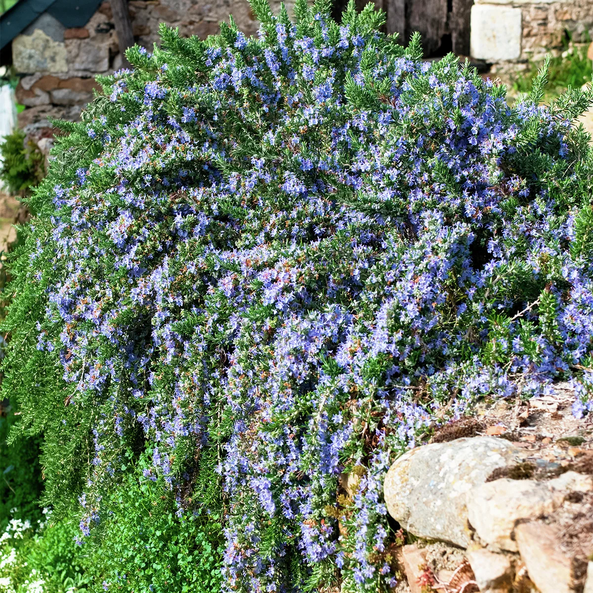 Eataliano Kriechender Rosmarin