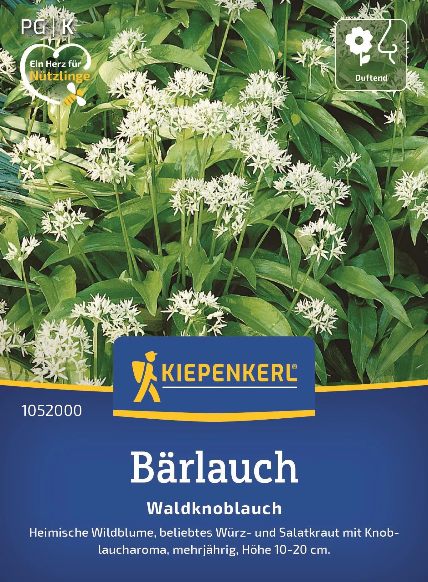 Bärlauch (Waldknoblauch)