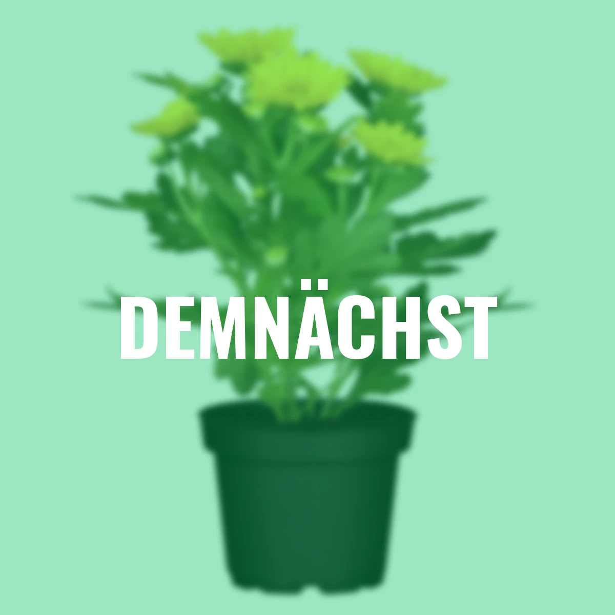 Herbst-Chrysantheme, gelb