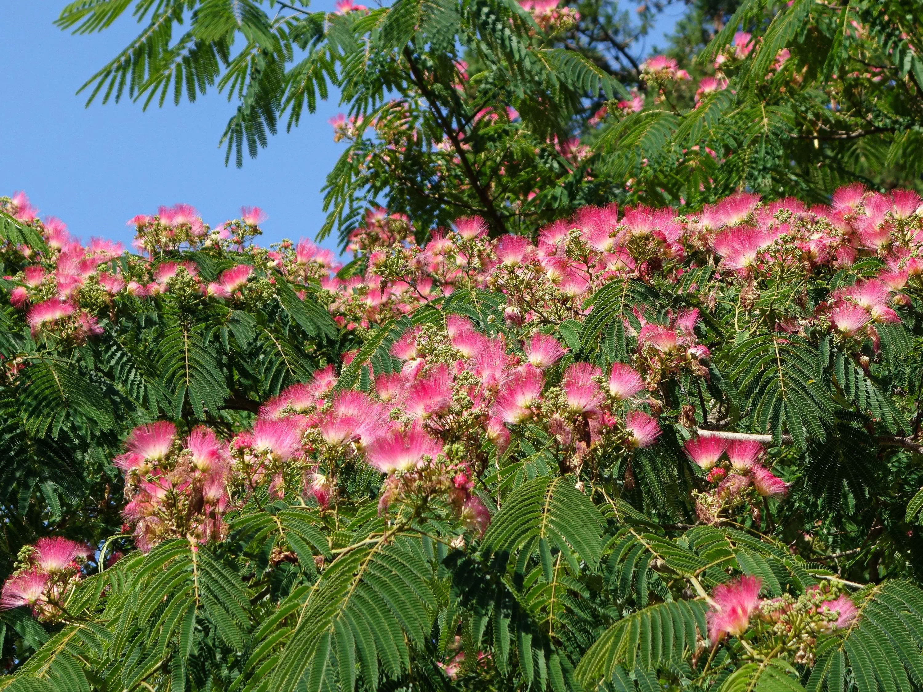 Seidenbaum (Schlafbaum)