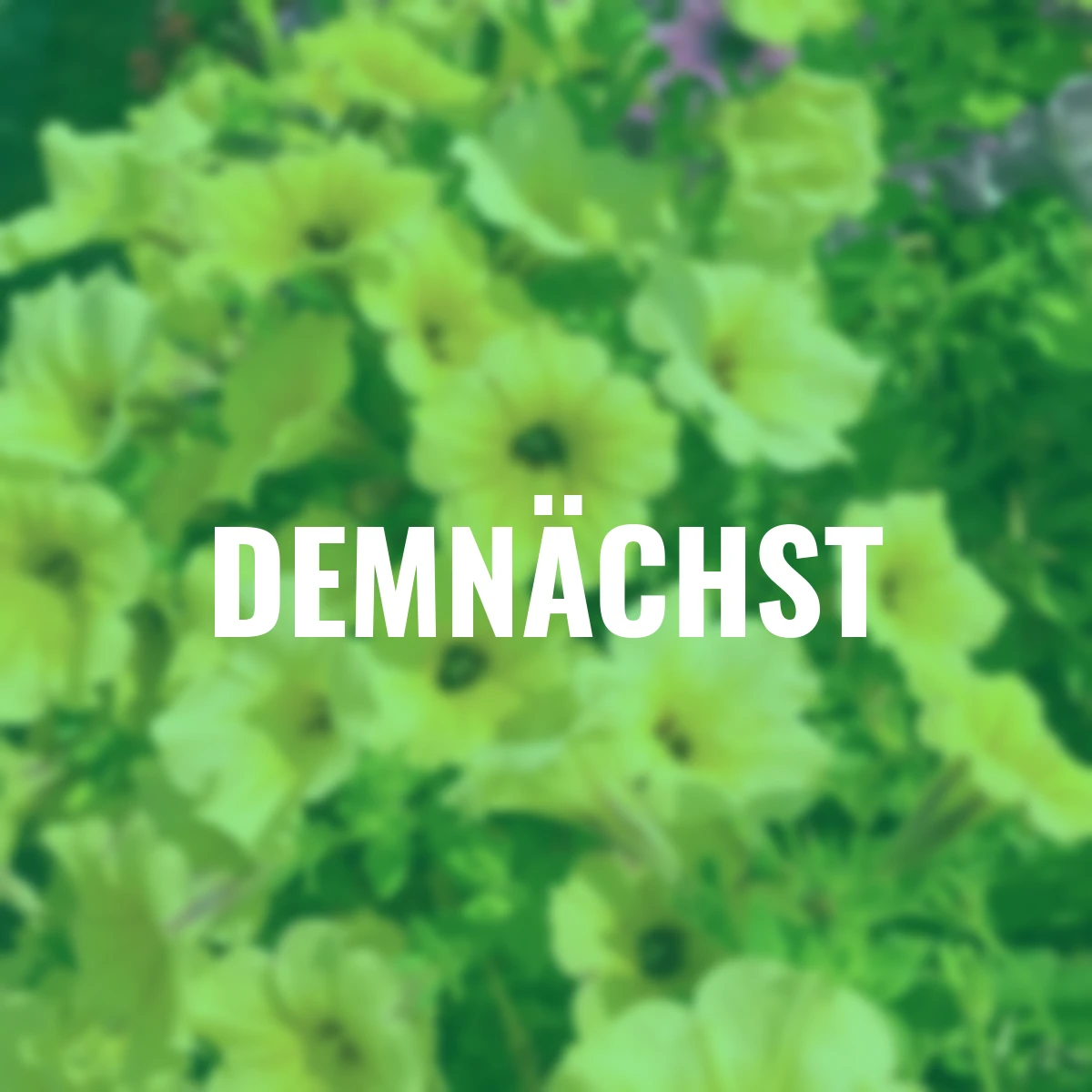 Riesenhängepetunie AlpeTunia® Yellow Dark Center