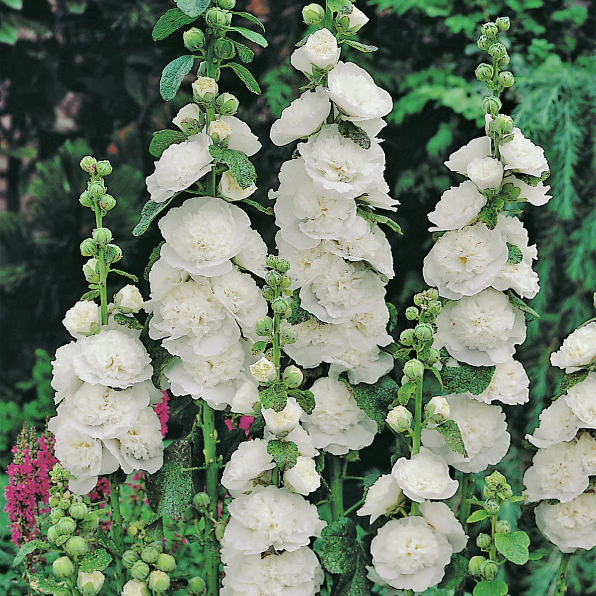 Gefüllte Stockrose, weiß