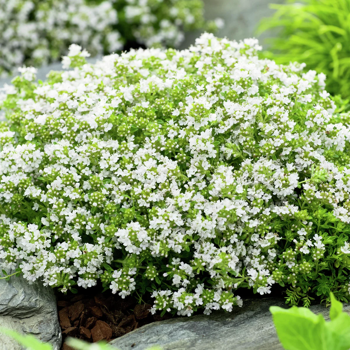 Weißer Polsterthymian