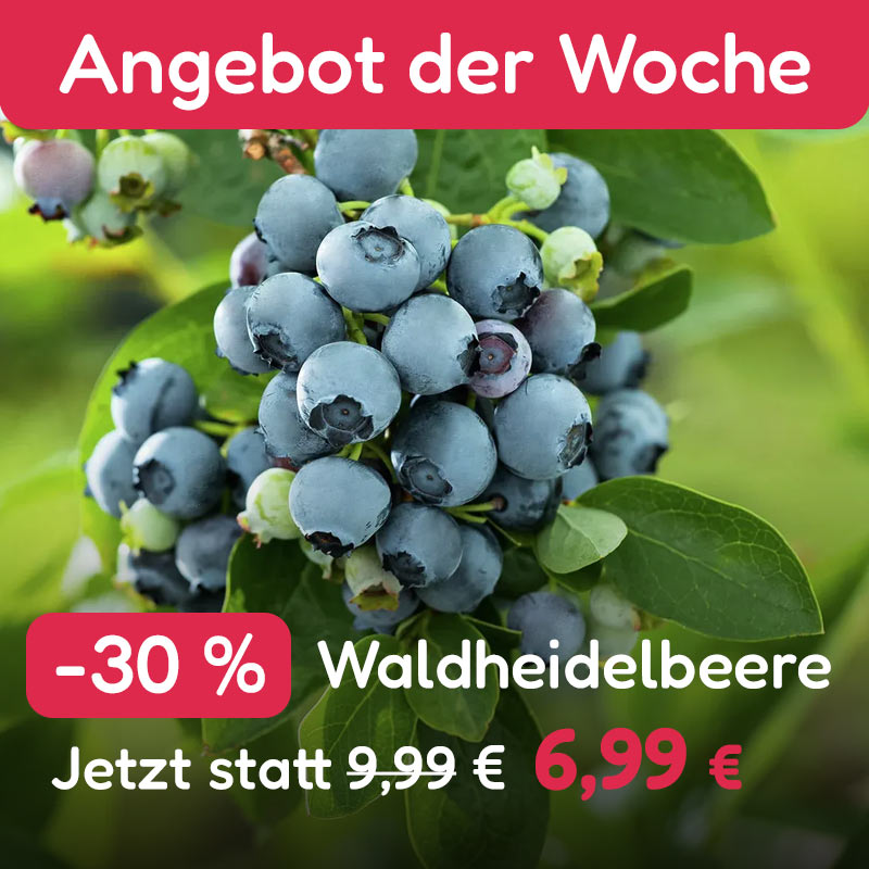 Angebot der Woche