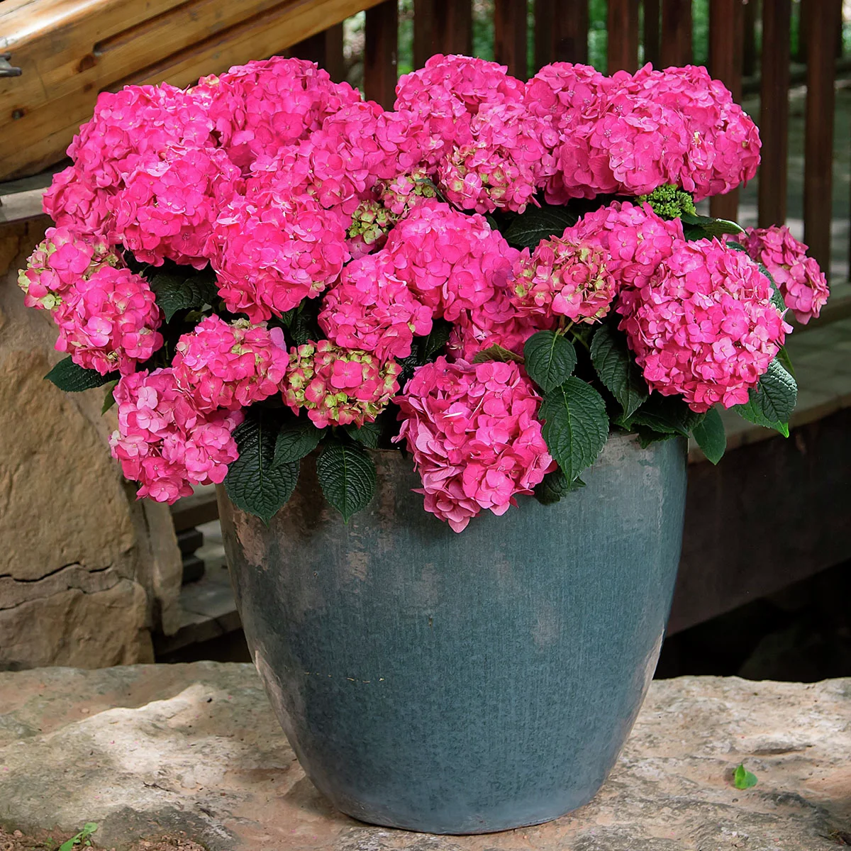 Hortensie Endless Summer® Summer Love®