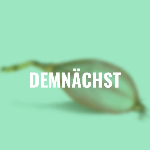 Schalotte Longor, 250 g