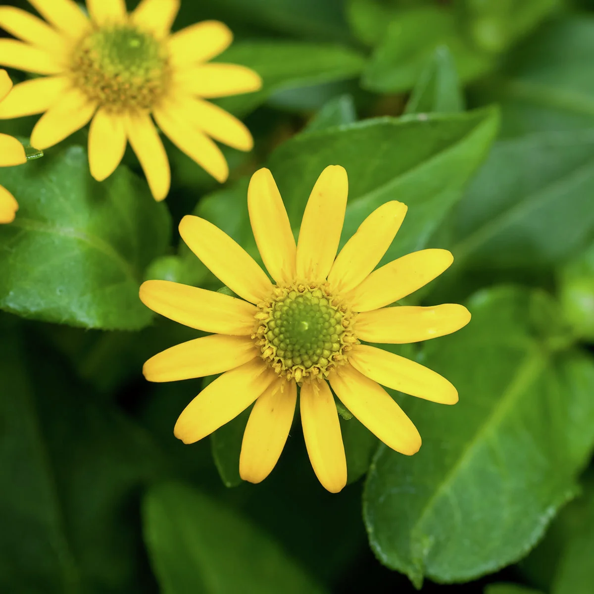 Gelbes Husarenknöpfchen