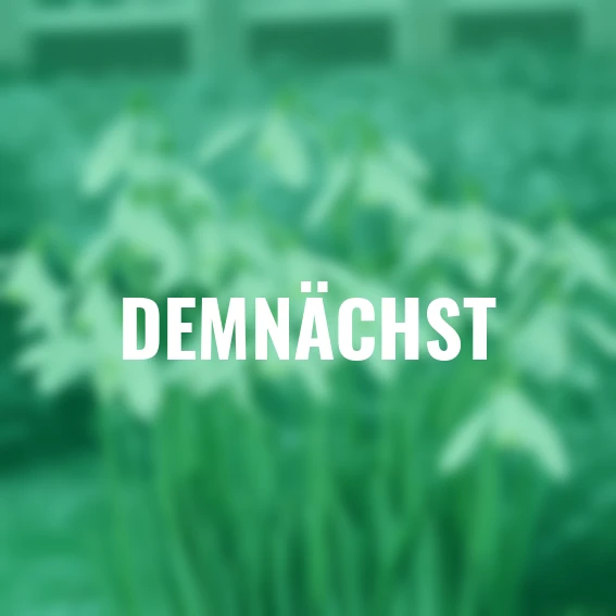 Orientalisches Schneeglöckchen