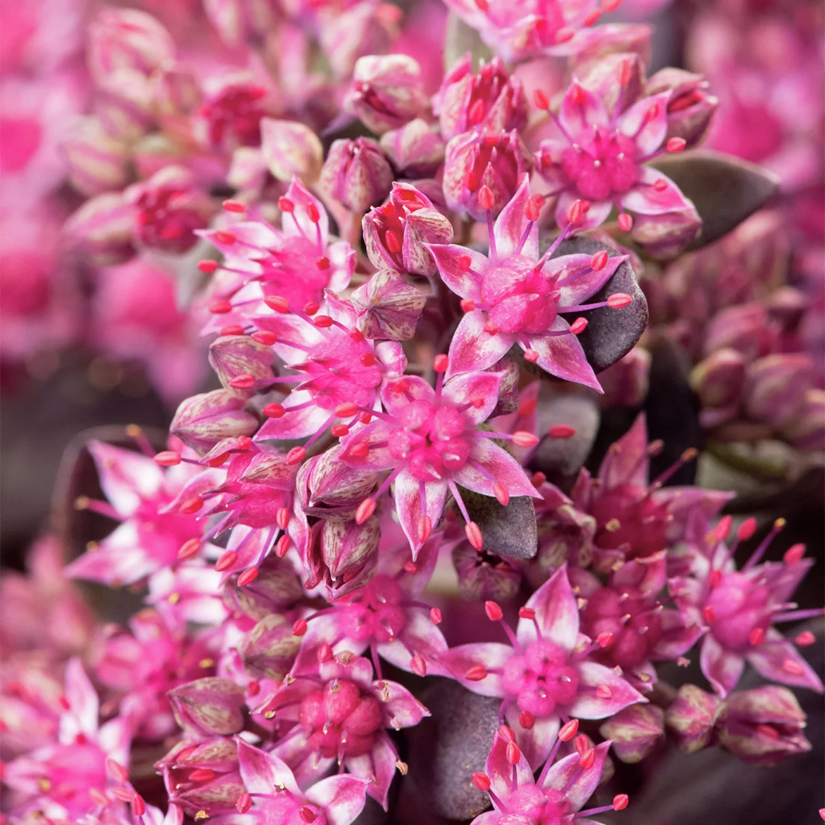 Polster-Fetthenne Sun Sparkler® Dazzleberry