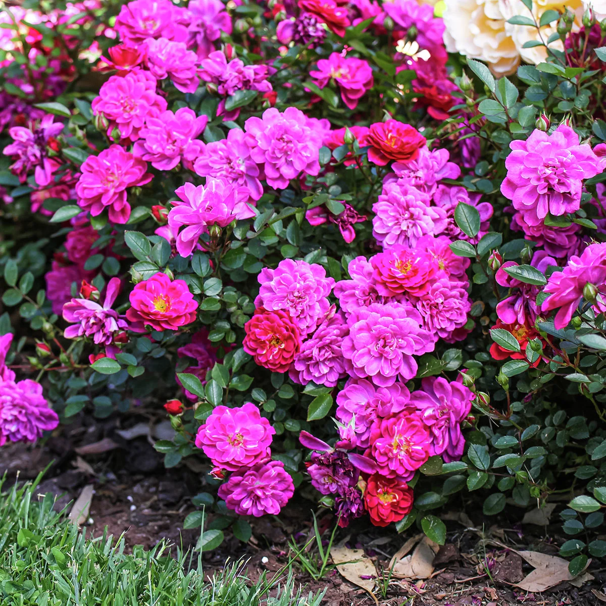 Bodendeckerrose Purple Rain®