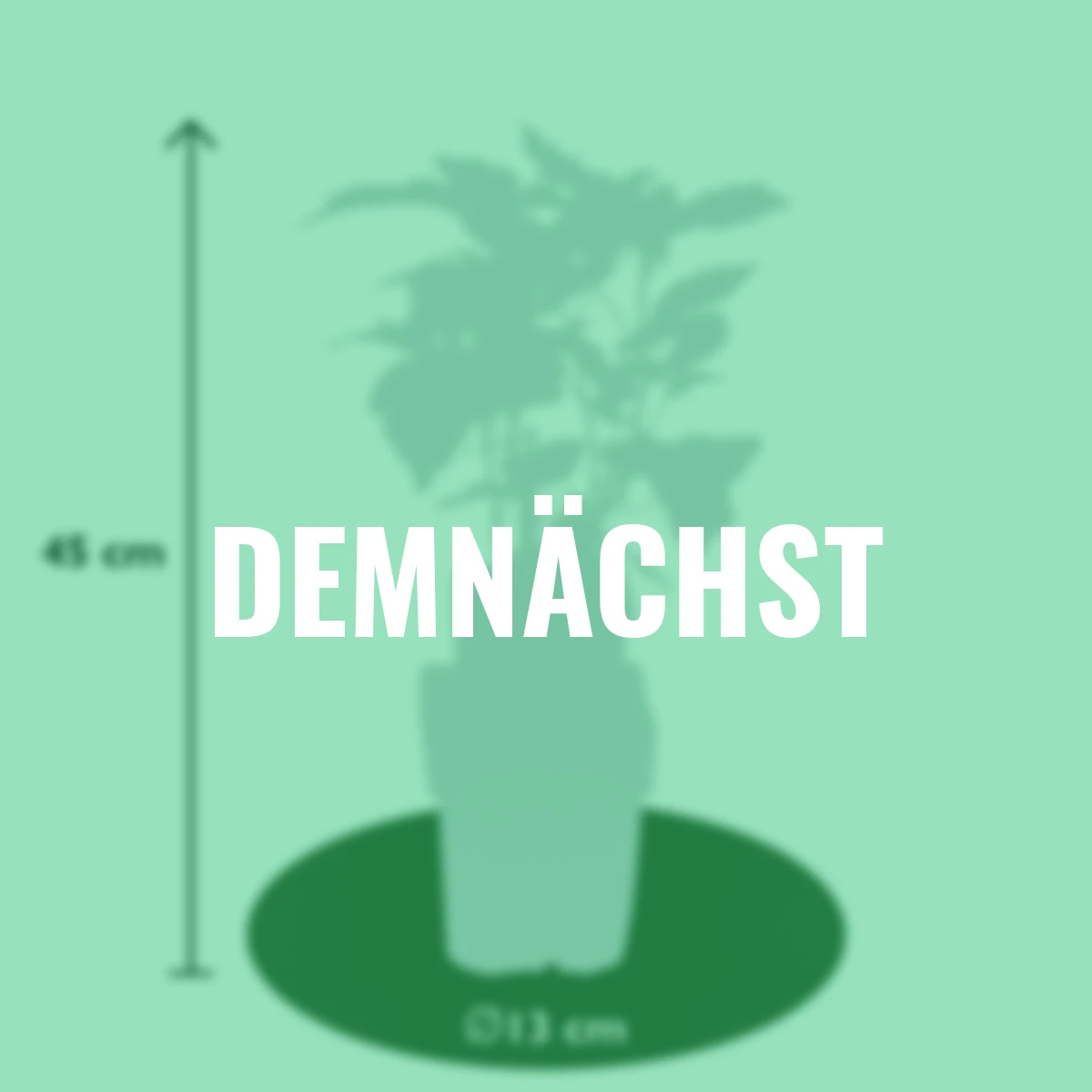 Himbeere Twotimer® Sugana® Yellow, Höhe ca. 40-50 cm