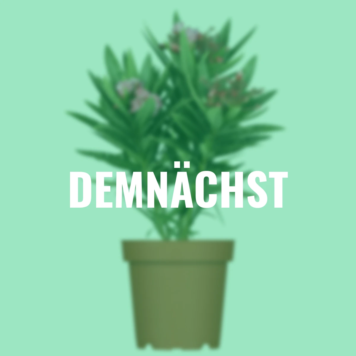 Oleander Busch, rosa