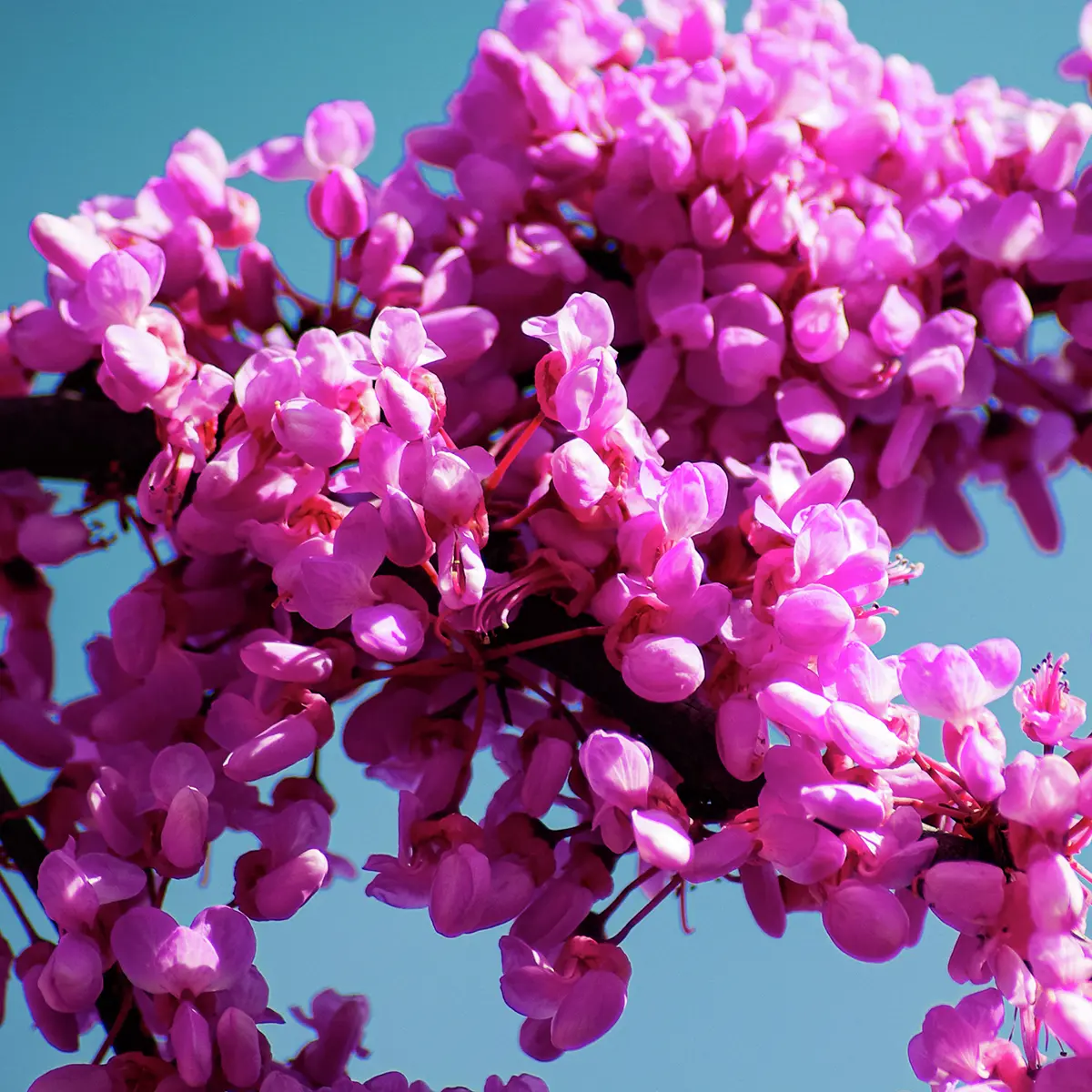 Kanadischer Judasbaum Forest Pansy