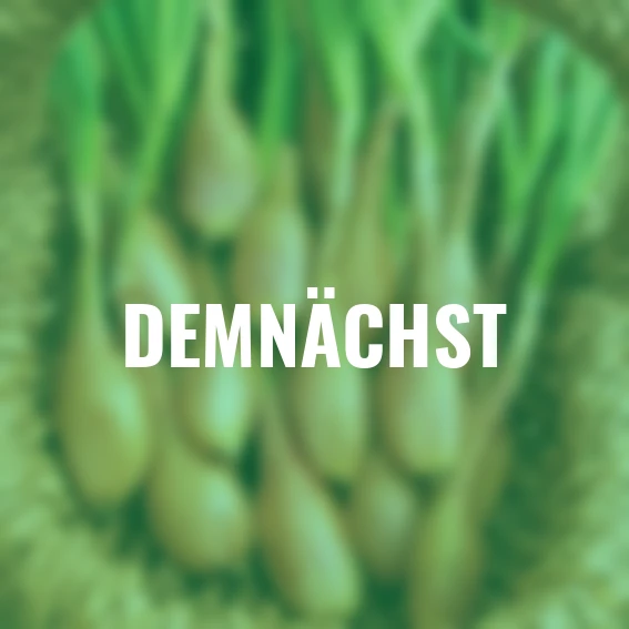 Schalotte Longor, 250 g