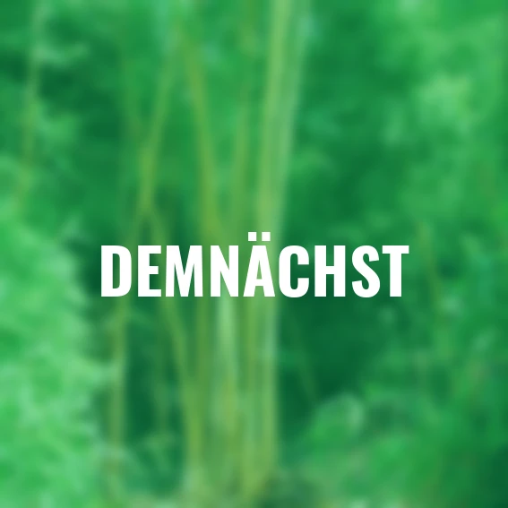 Baumbambus Aureocaulis, im ca. 18 cm-Topf