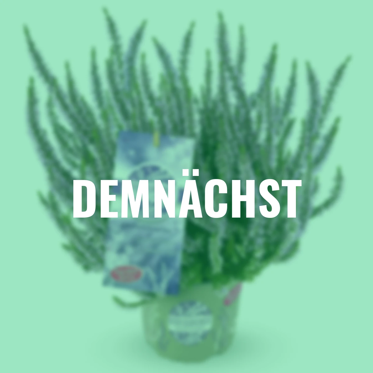 Knospenheide Gardengirls® Herbstlavendel