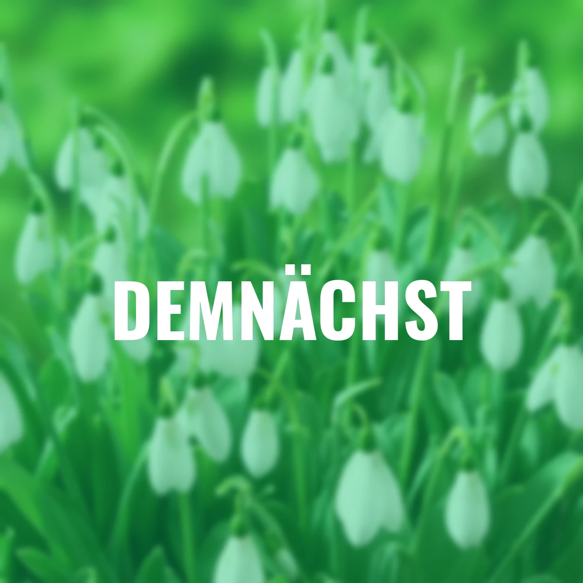 Riesen-Schneeglöckchen Mount Everest