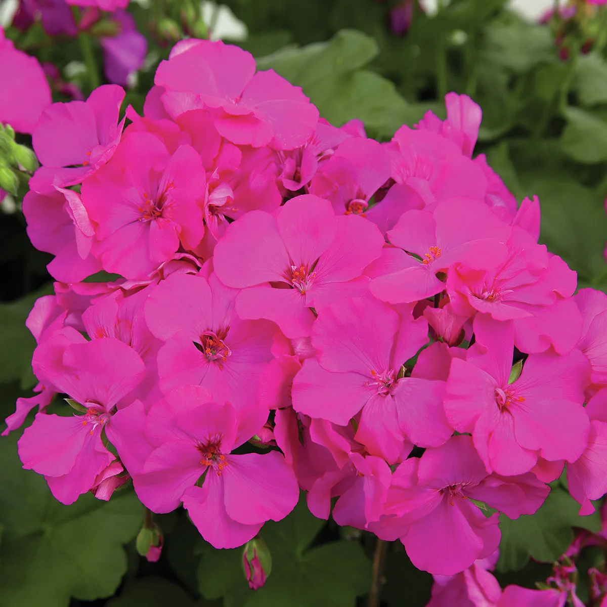 Calliope® Geranie Deep Rose