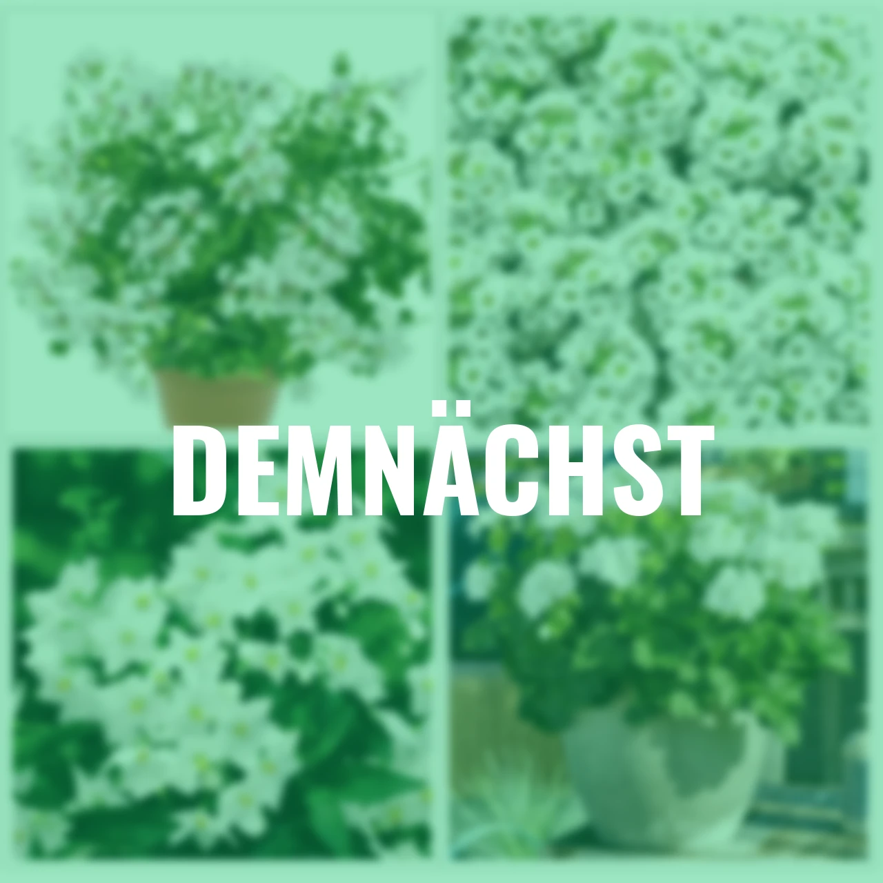 Sommerblumen-Set Schneewittchen, 12 Stück