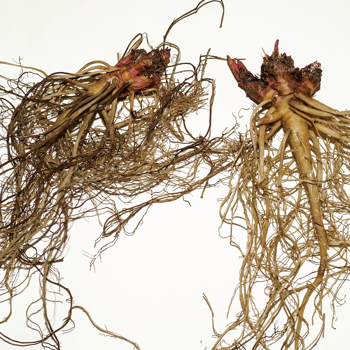 Scheinsonnenhut Pretty Parasols