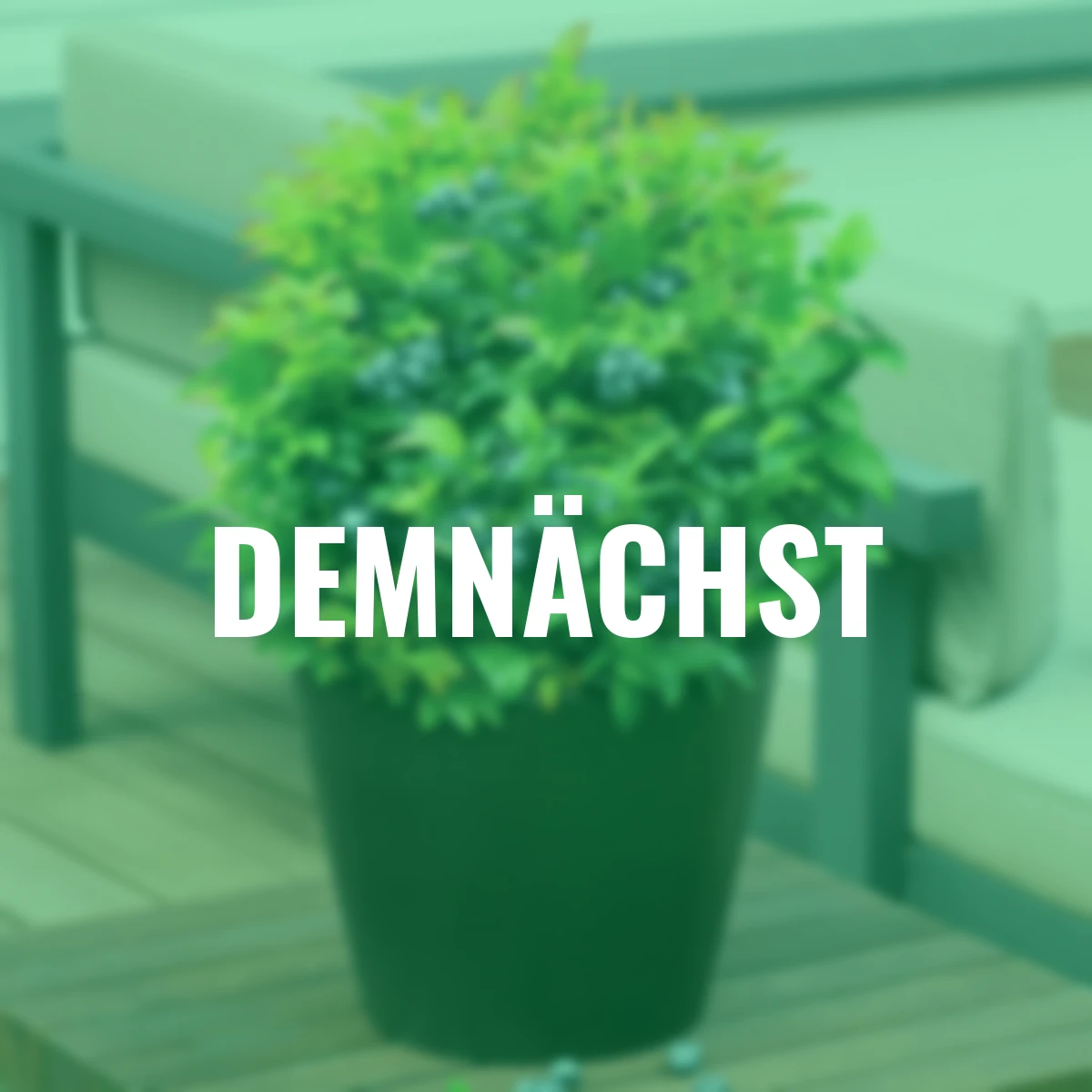 Heidelbeere BrazelBerry® Jelly Bean®