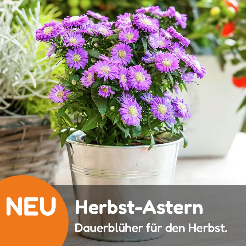Empfehlung