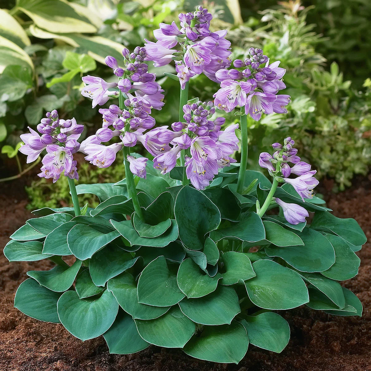 Funkie Blue Mouse Ears