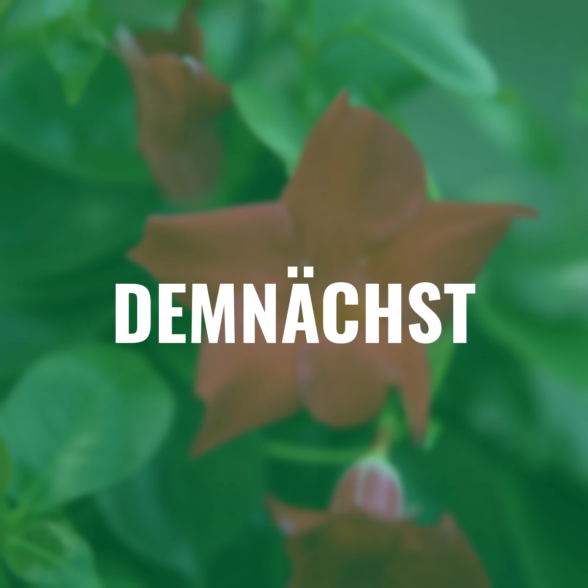 Dipladenia-Pyramide, rot