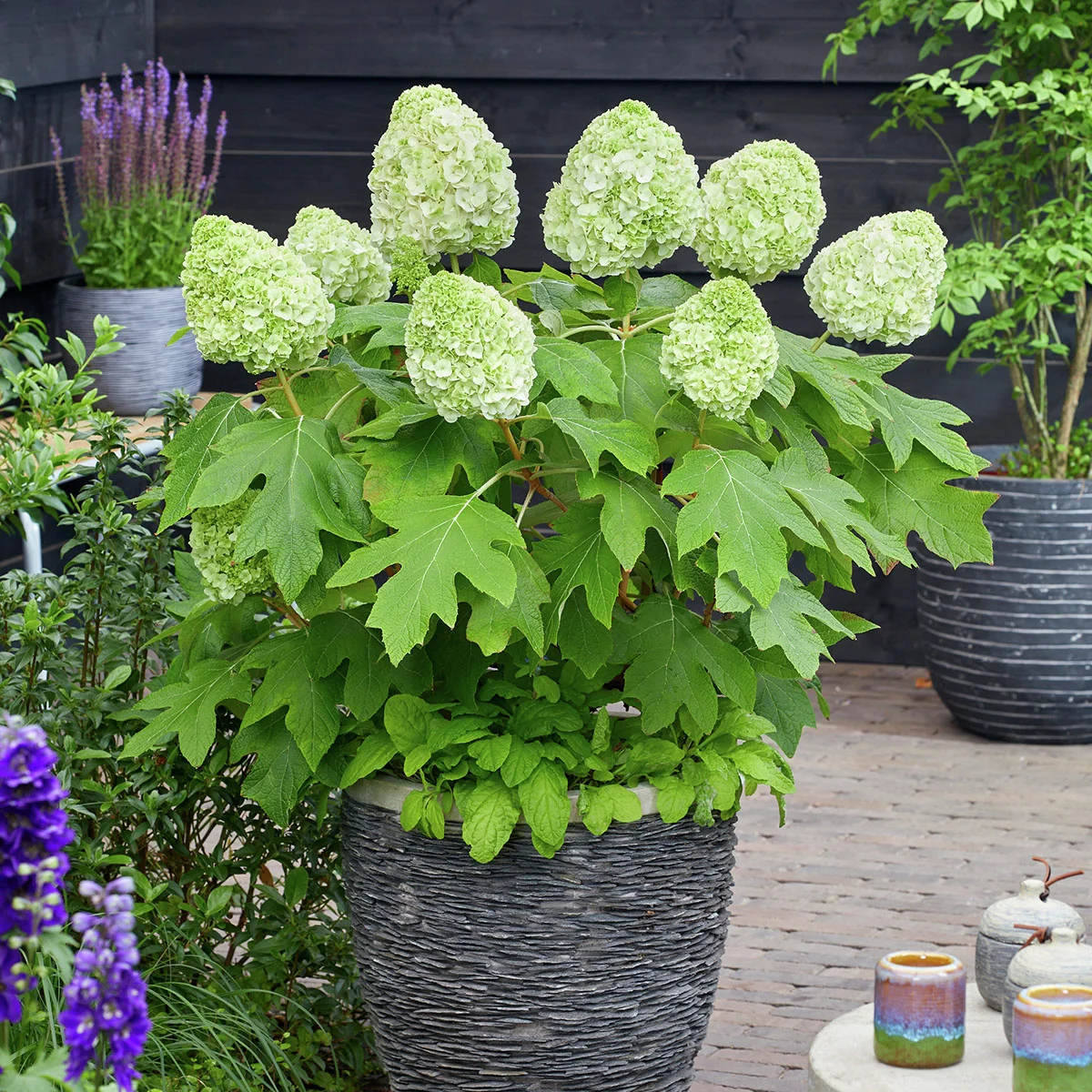 Eichenblatt-Hortensie Tara