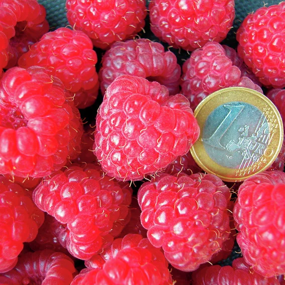 Himbeere Aroma Queen®