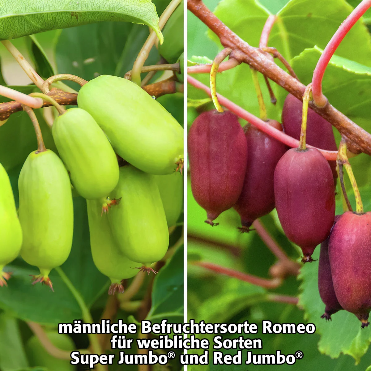 Kiwi Berry(R) Romeo