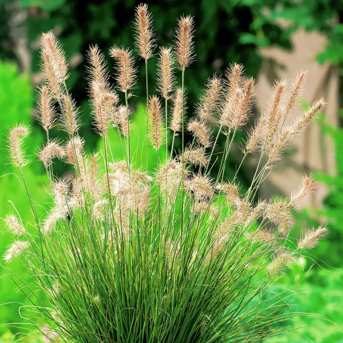 Zwerg-Lampenputzergras