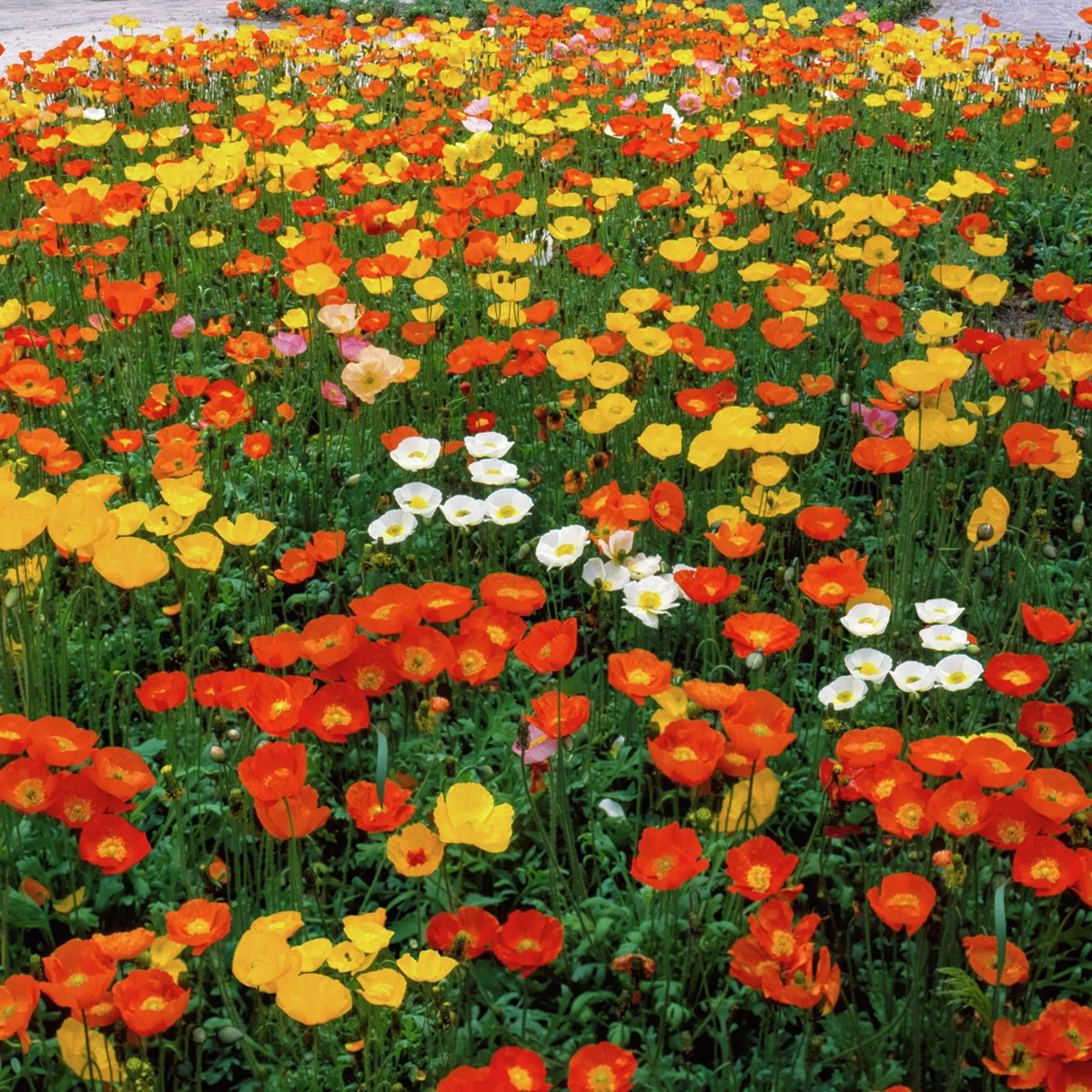 Bunter Island-Mohn