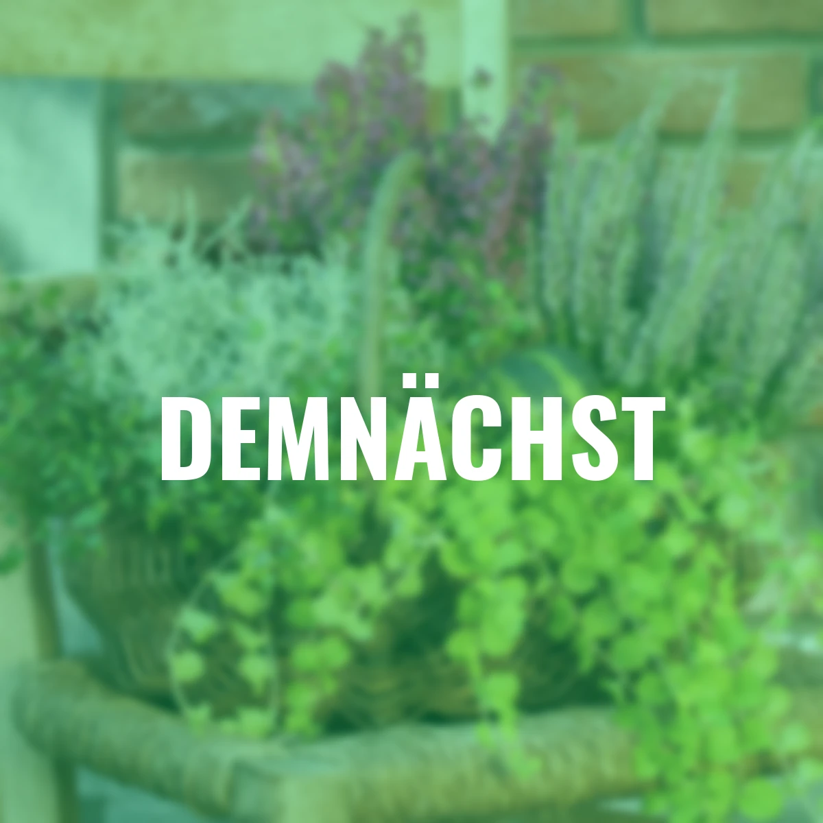 Set Herbstlicher Gartenmix