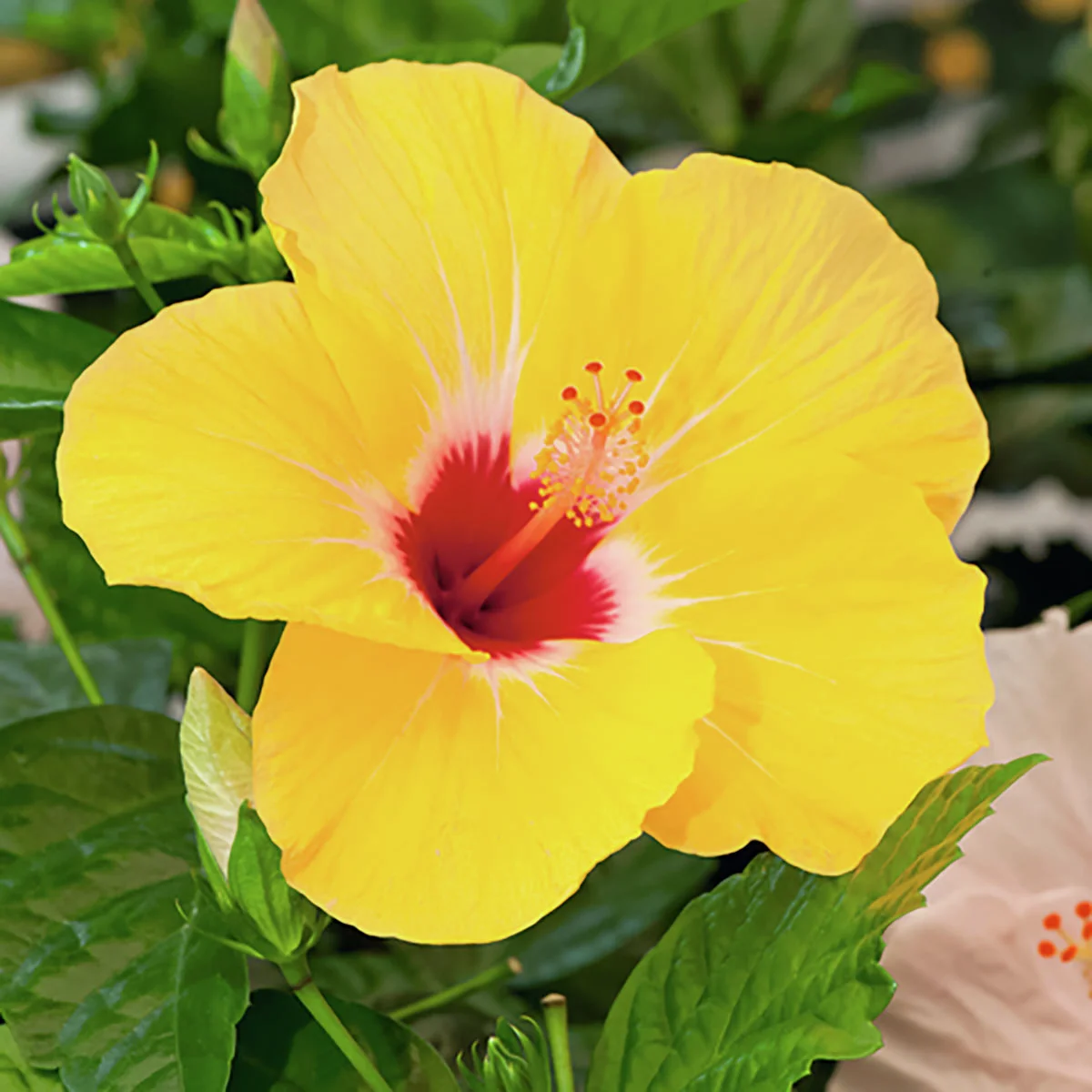 Orangegelber Hibiskus-Stamm