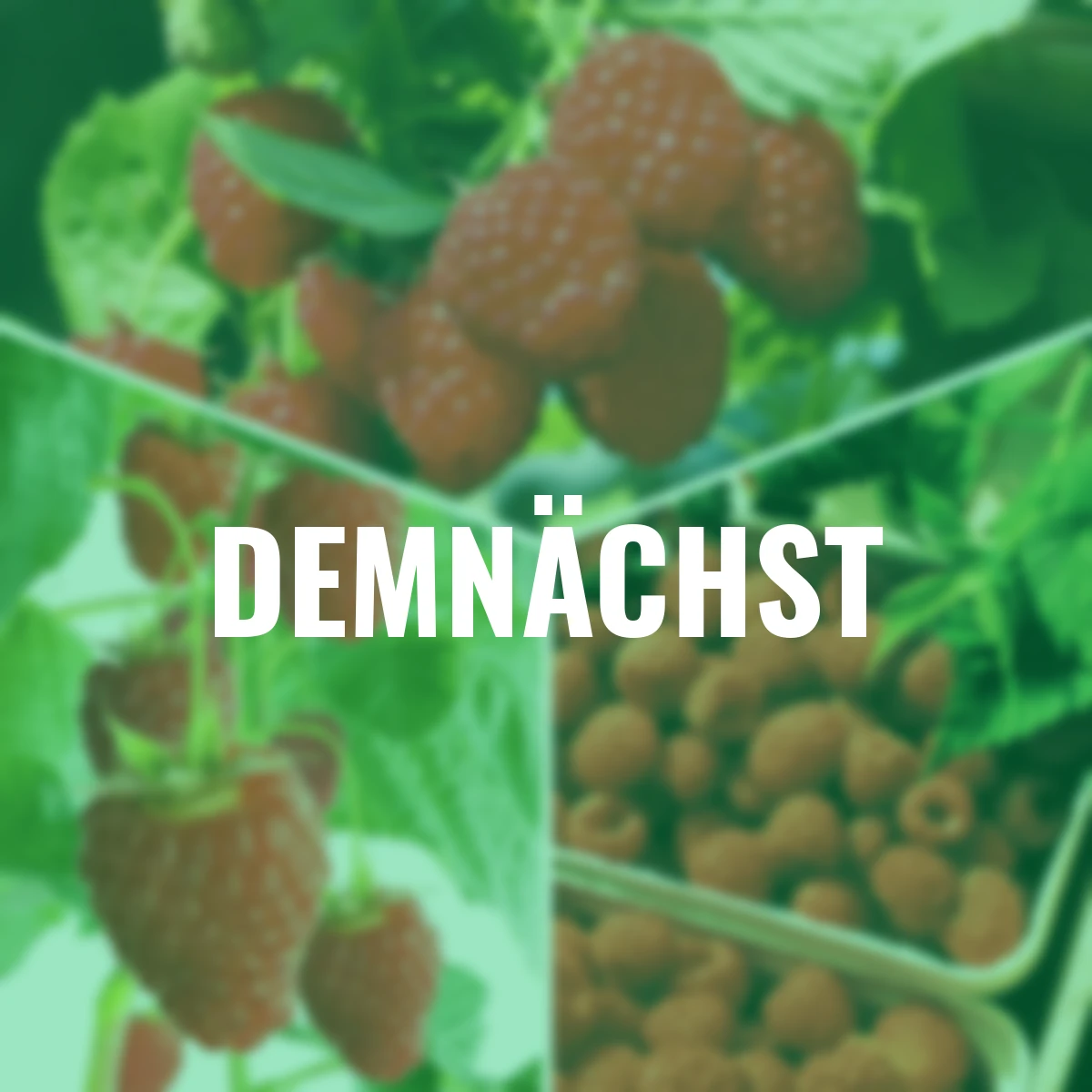 Obst-Set Himbeer-Zauber, 9 Pflanzen