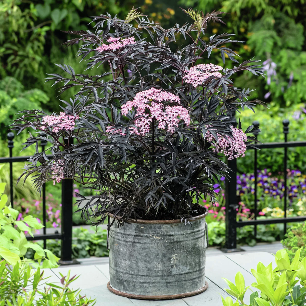 Duft-Holunder Black Lace(R), im ca. 19 cm-Topf