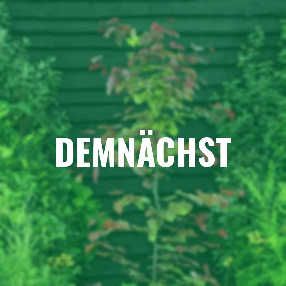 Judasbaum Eternal Flame