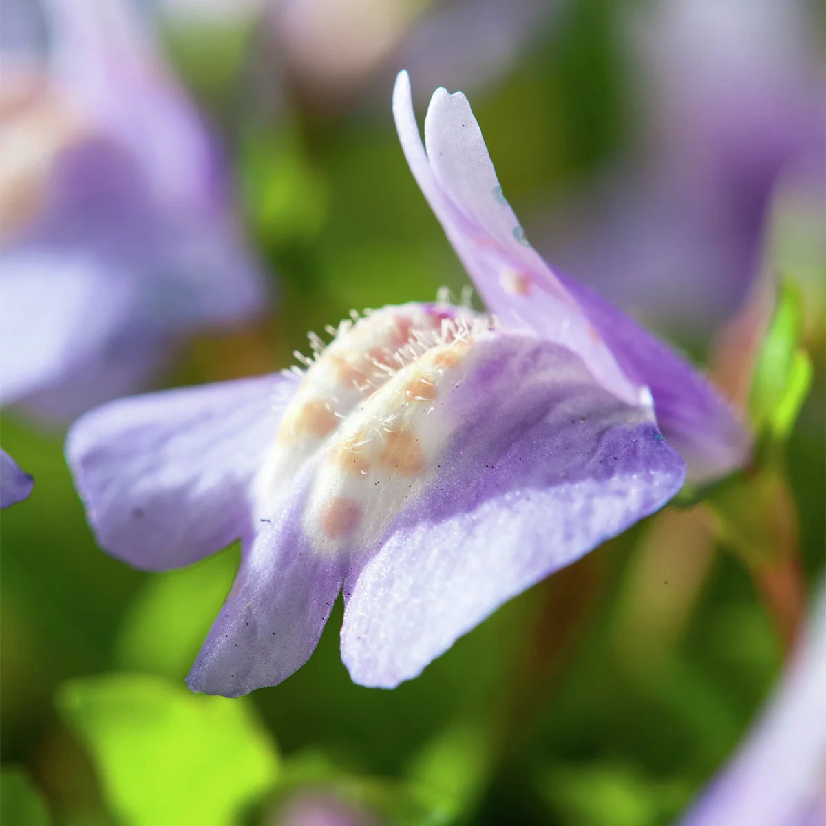 Lippenmäulchen, blau