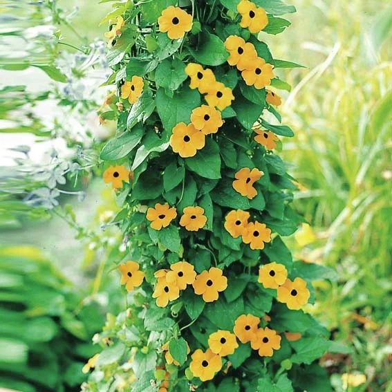 Schwarzäugige Susanne, gelb