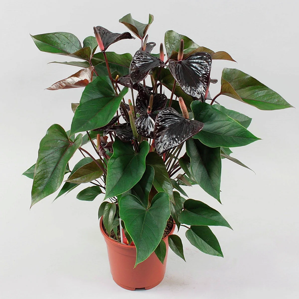 Premium Flamingoblume Black Beauty, Höhe ca. 45-55 cm