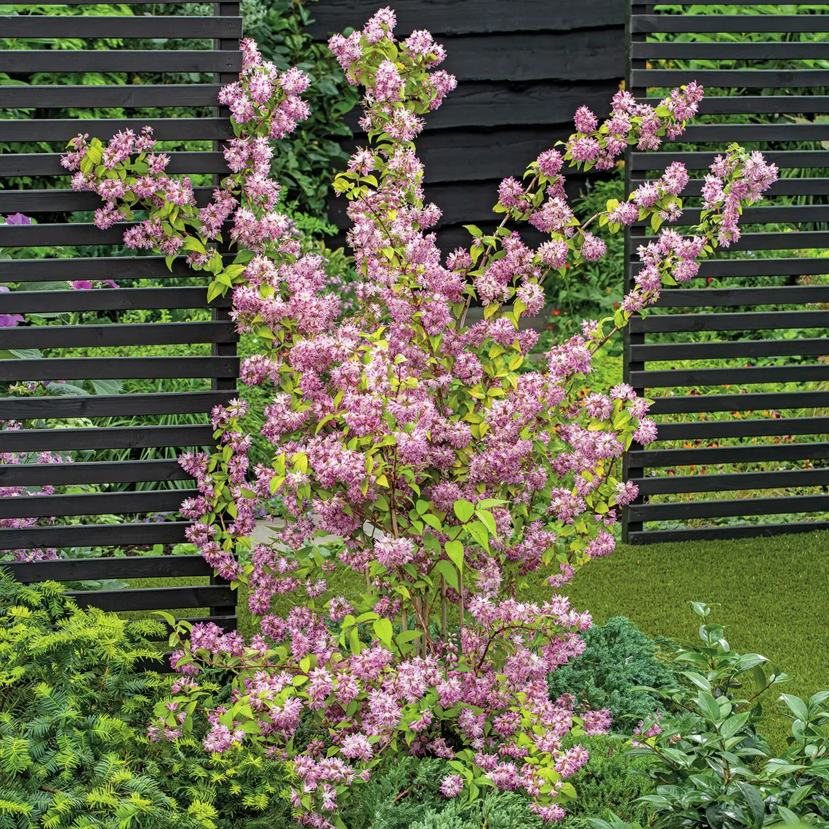 Sternchenstrauch Strawberry Fields, im ca. 23 cm-Topf